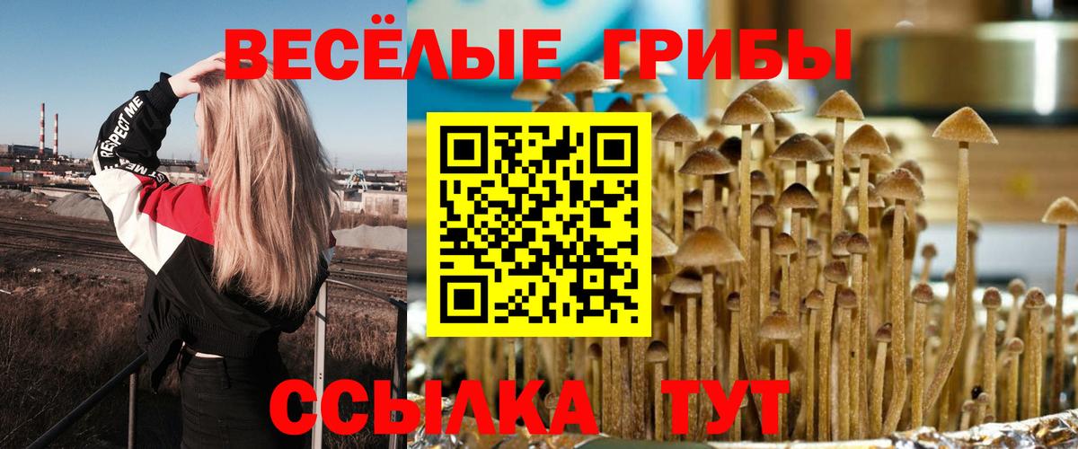 Псилоцибиновые грибы Psilocybe Чистополь
